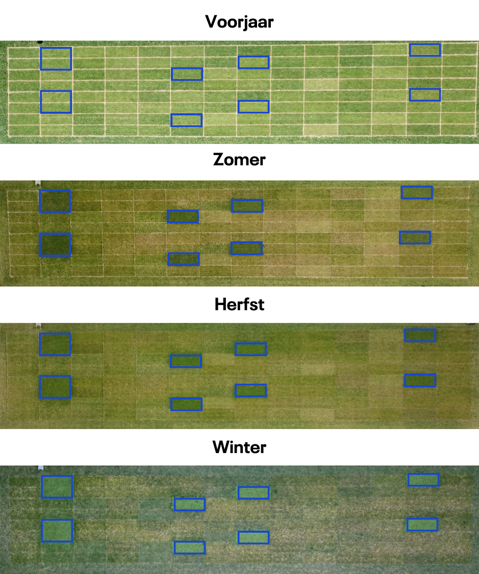 Jaarrond een groene grasmat met Microclover | DLF